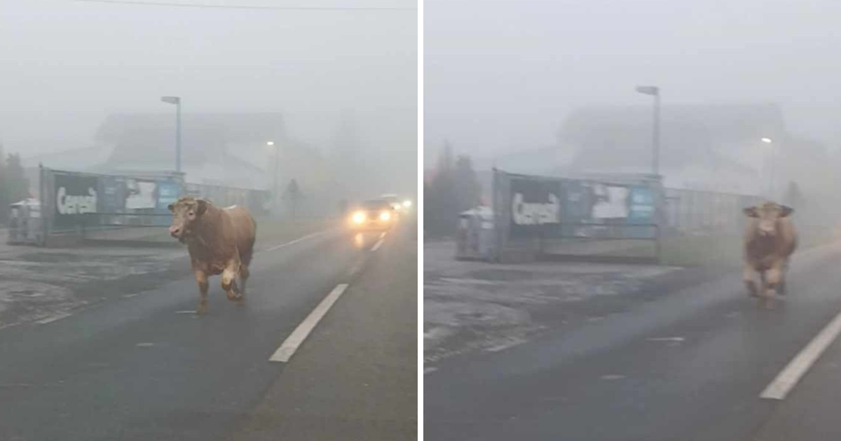 Caution: Bull Seen Running on Hrastje Road, Drivers Beware!