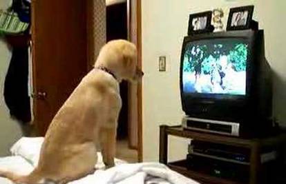 Ovi psi vole gledati televiziju, ali znate li što ih je uzbudilo?