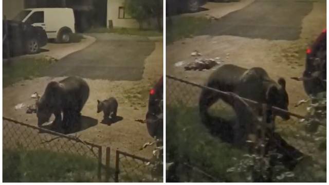 Medvjedica i mladunče spustili se do kuća u Korenici. Susjedi: Kopala je smeće, a mali je trčao