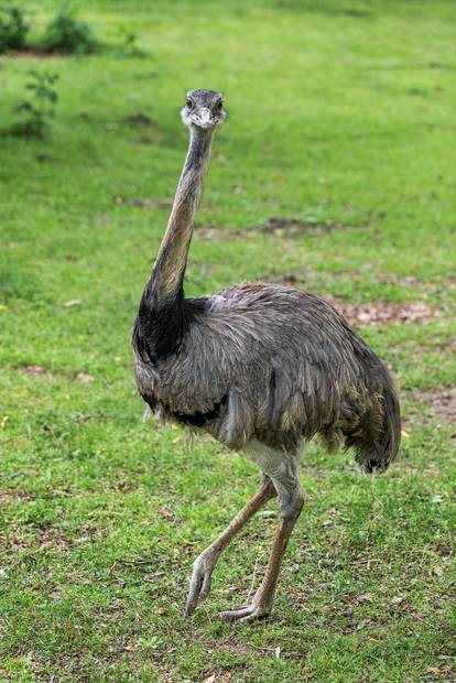 Zoološki vrt Osijek dobio nove stanovnike: Lavice, par nandua te dikobraze Olina, Zošu i Tita