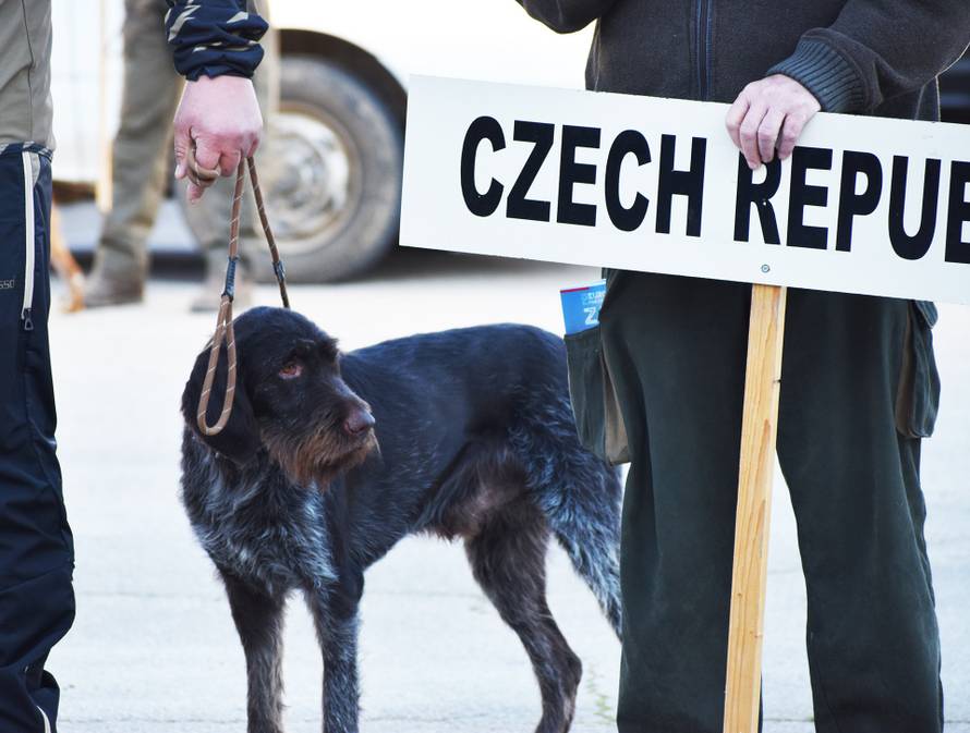 Ukrajinska himna orila se u Zadru zbog jednog - psa. Rančo je najbolji ptičar u Europi...