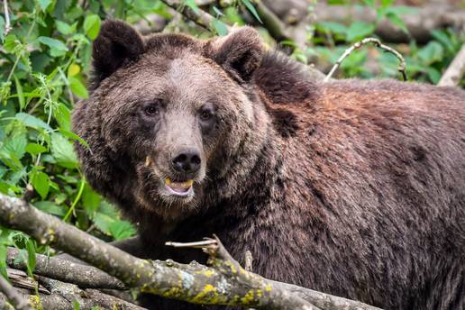 Projekt Carnivora Dinarica je pridonio zaštiti velikih zvijeri