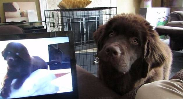 Baš preslatko: Dva su psića brata 'popričala' preko Skypea