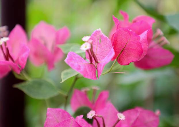 Split: Denis Bojčić, kolekcionar bugenvila