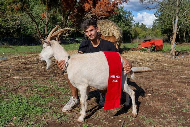 Vodnjan: Za Naj kozu 2025. godine izabrana je koza Jelena, vlasnika Mattea Muškovića 