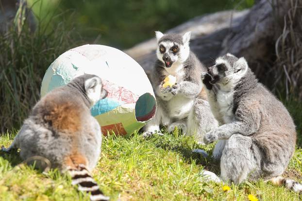 Zagreb: Životinje u ZOO vrtu Zagreb razveselile su se pisanicama 