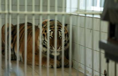 VIDEO Sibirski tigar Sayan stigao u osječki zoološki vrt