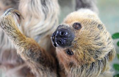 Imala 51 godinu: U zoološkom vrtu uginula najstarija ljenjivka