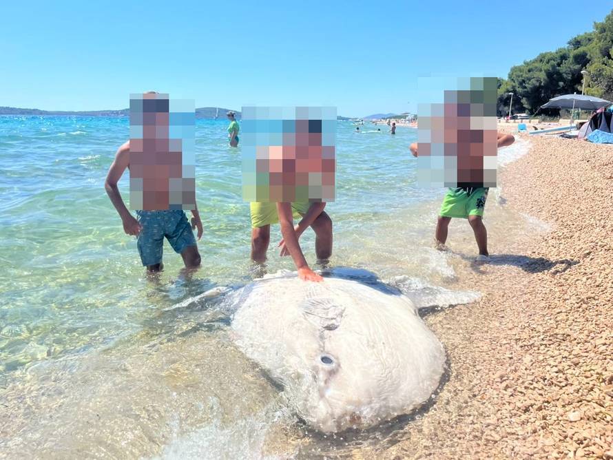 VIDEO Neobična i ogromna riba nasukala se na Jadriji: 'Kao da se sunča, baš nas je iznenadila'