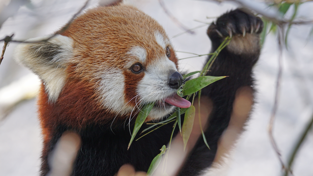 Panda Fred pobjegao je iz ZOO-a u Njemačkoj. Vatrogasci ga tri sata hvatali, nije bio oduševljen