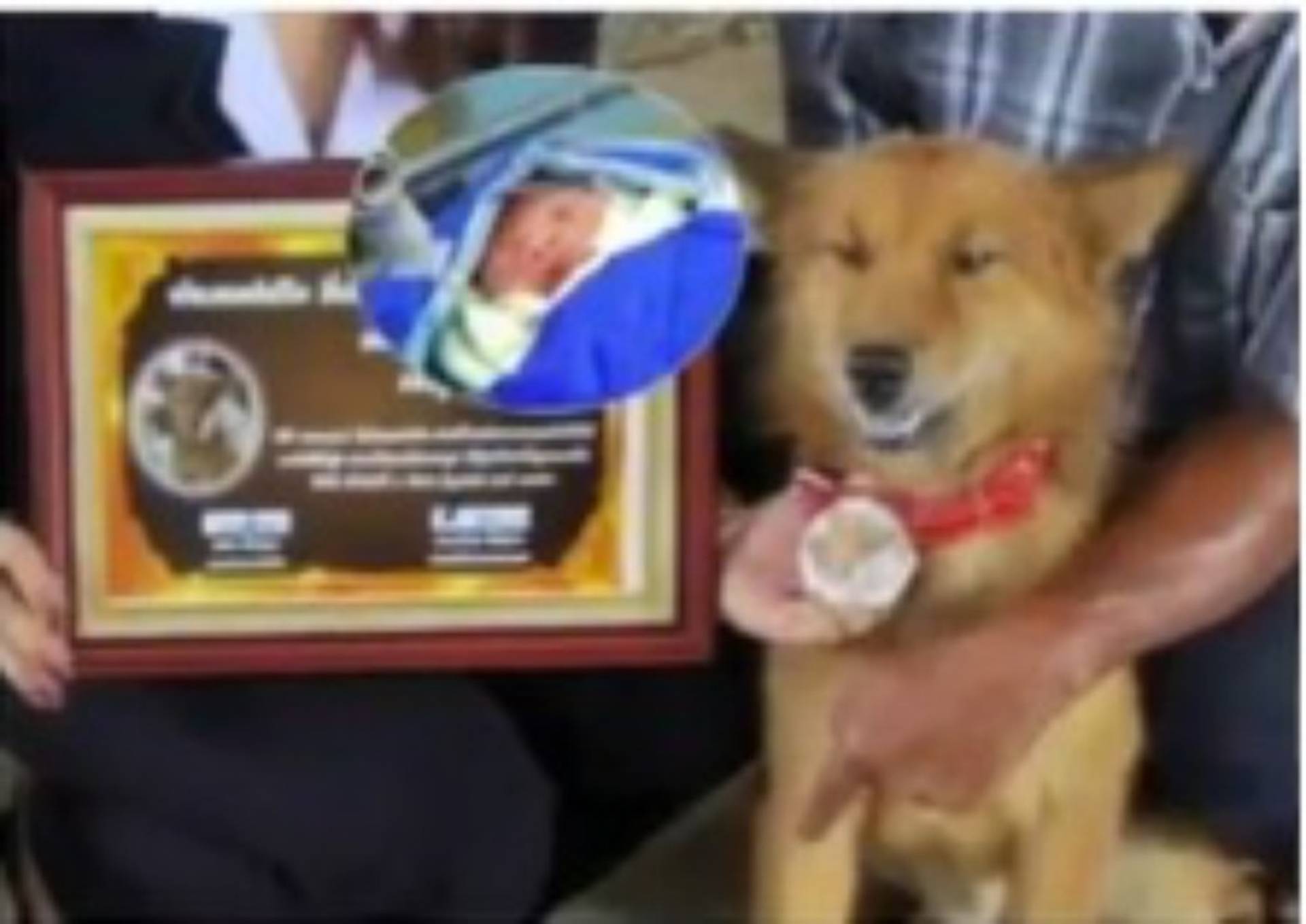 Собаки диагносты. Мобака покусала ребёнка. Собака которая спасла ребенка. Собака которая спасла ребенка. Собака которая спасла ребенка.