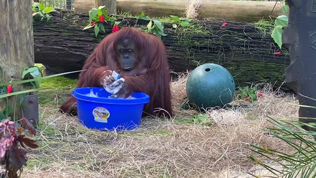 Orangutanka pere ruke