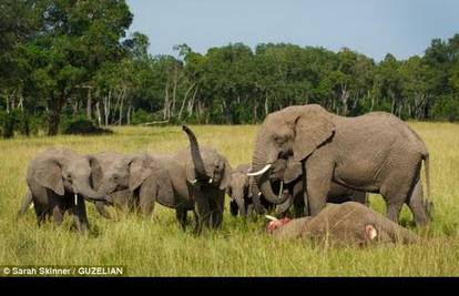 Potresno: Mladi slon pokušava oživjeti uginulu majku slonicu!