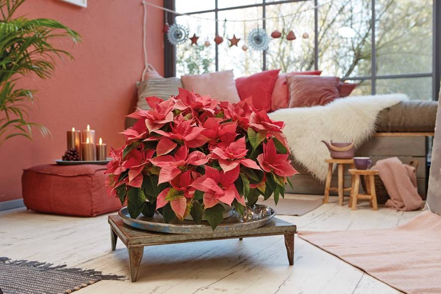 Pažljivo njegujte svoju mini božićnu zvijezdu