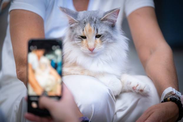 Zagreb: Drugi dan Međunarodne izložbe mačaka