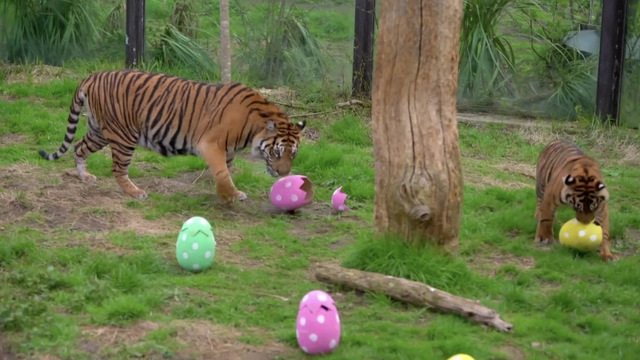 Uskršnje radosti u zoološkom: Tigrovi, merkati i majmuni su se zabavljali uskršnjim pisanicama