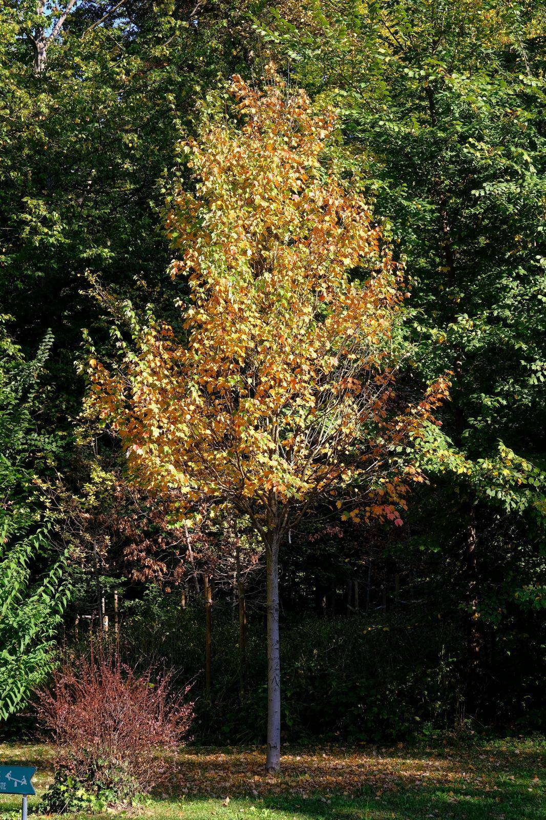 Zagreb: Boje jeseni u parku Maksimir