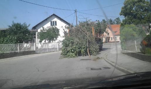 Kamion se nije vidio od granja i lišća koje je bilo natovareno