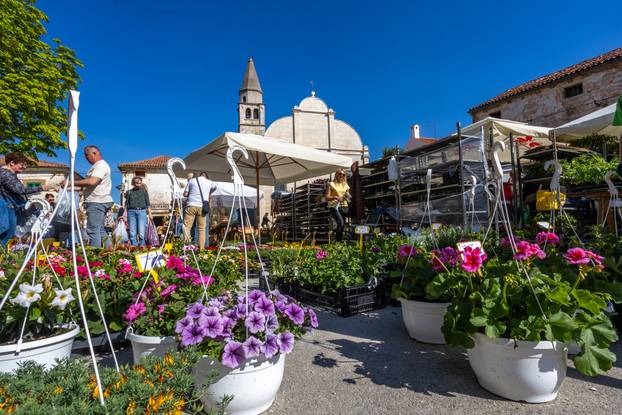 Svetivinčenat: Fešta od Rožic