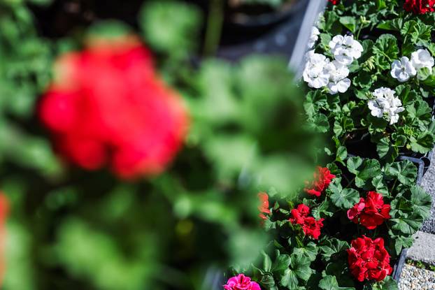 Zagreb: Izložba biljaka Plant market