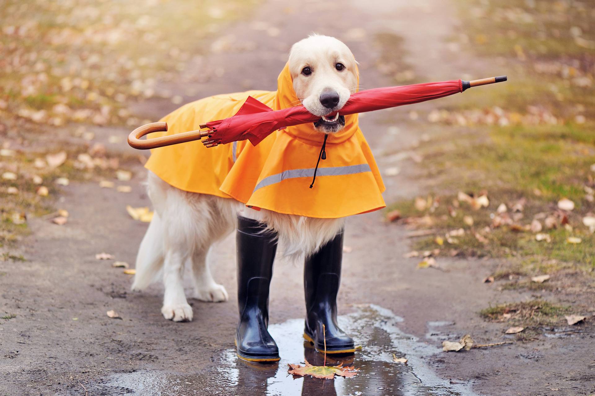 Kišne kabanice za pse: štite od vode, hladnoće i mokrog krzna