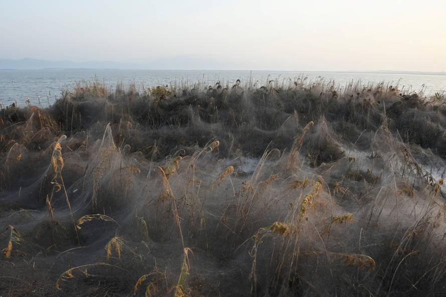 Spider webs blanket shrubs at the banks of Lake Vistonida