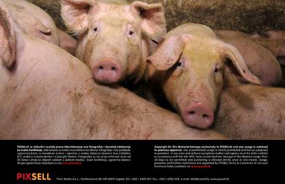 Zbog svinjske kuge Švicarska zabranjuje uvoz i iz Hrvatske