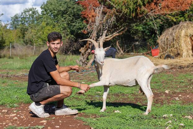 Vodnjan: Za Naj kozu 2025. godine izabrana je koza Jelena, vlasnika Mattea Muškovića 