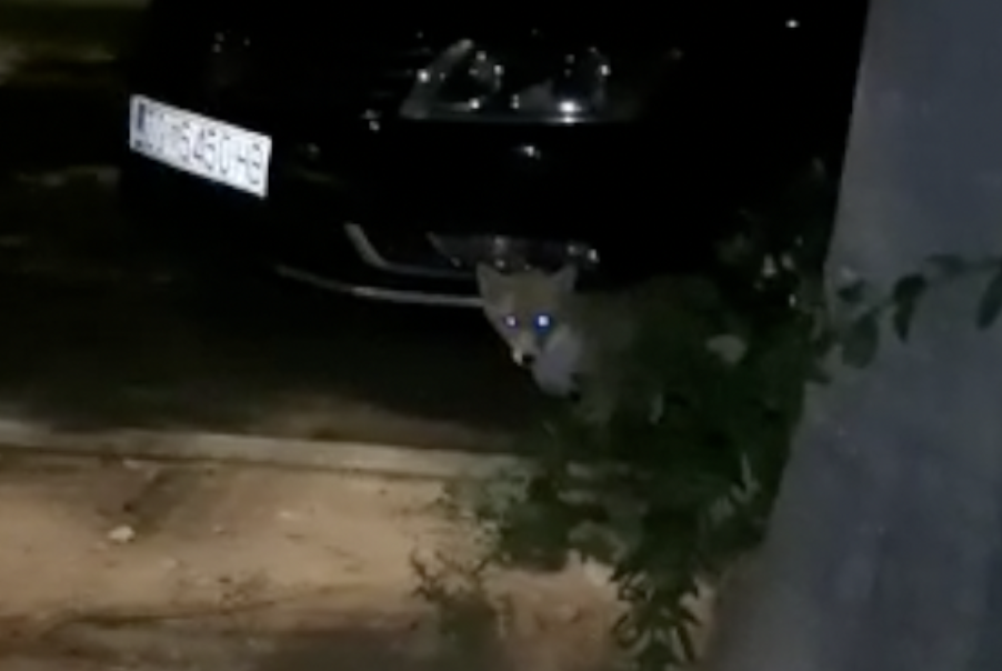 VIDEO Lisica u centru Krka: 'U jednom trenutku nas je počela loviti, moj pas joj je bio plijen...'