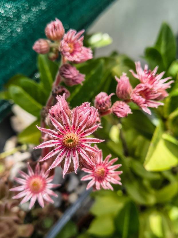 FOTO Zoran je na krovu zgrade u Zagrebu napravio zelenu oazu: 'Tu sadimo biljke, družimo se...'