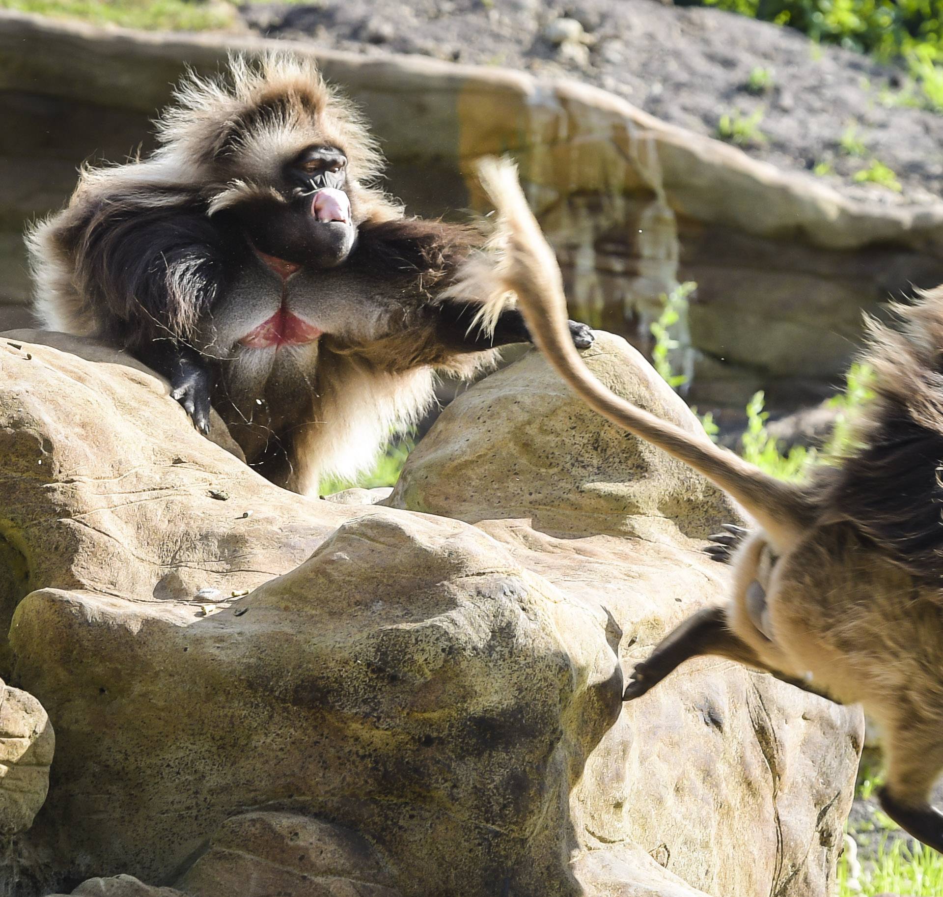 New baboon enclosure at Wild Place Project