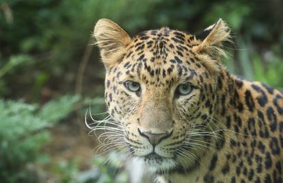 Bizarni incidenti u ZOO vrtu kod Subotice: Leopard usmrtio ženku, a zmija majmunicu