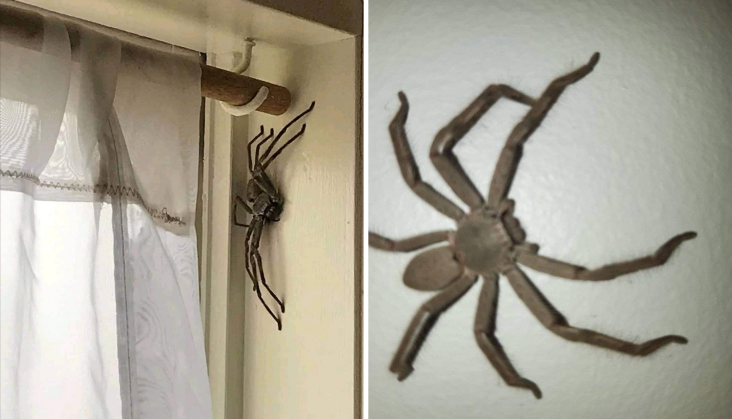 Iz Siska odselio u Australiju: 'Na plafonu sam ugledao ogromnog pauka, nazvao sam ga Đuro...'