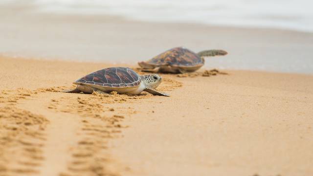 Karetne želve izlegle su se na pustim brazilskim plažama