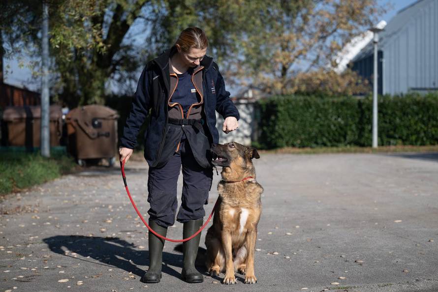 Zagreb: Priča o psima koji doniraju krv 