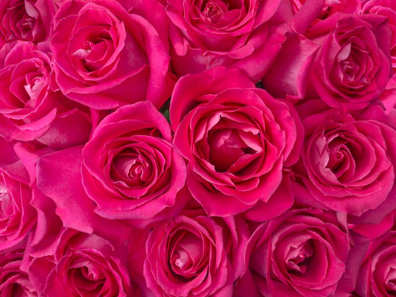 Deep pink roses bouquet background