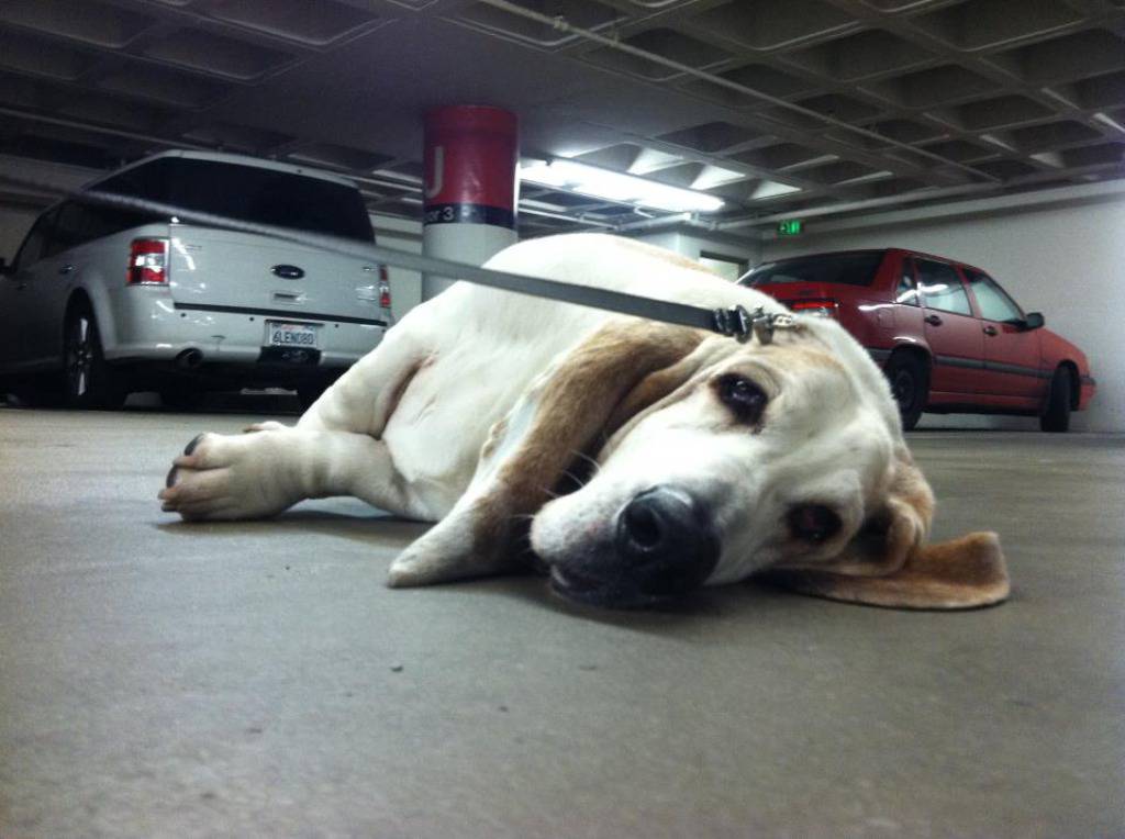 Facebook/George, the Very Tired Basset Hound