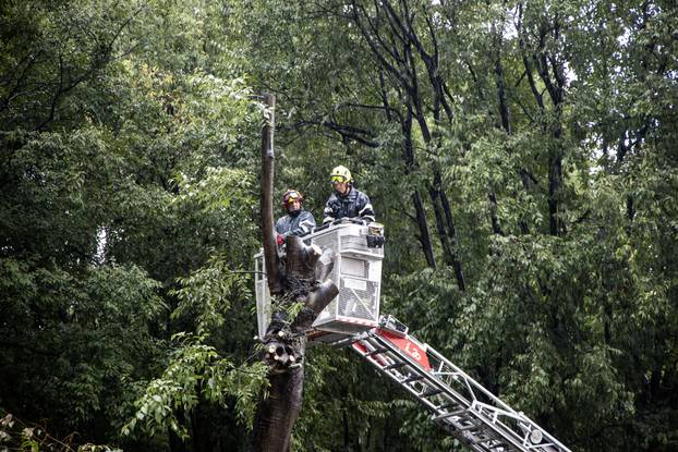 Pula: Srušeno napuklo stablo na Giardinima 
