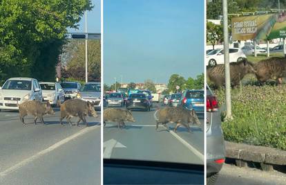 VIDEO Divlje svinje blokirale promet u Dubravi: 'Očito im nije prvi put, ne plaše se buke...'