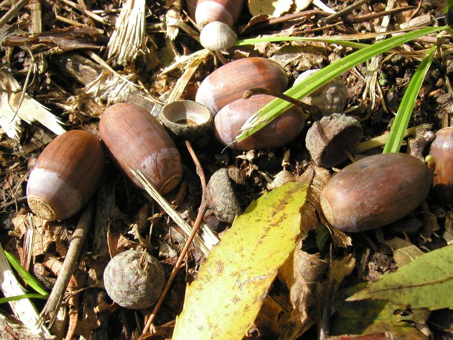 Znate li da možete zaraditi skupljanjem žireva?