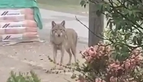 VIDEO Dvor na Uni: 'Djevojčica snimila vuka, gledao ju je u oči. Bojimo se. Danima se tu skita...'