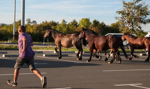 FOTO Konji pobjegli pa trčali parkiralistem kod Zračne luke u Zagrebu: 'Ovo još nisam vidio'