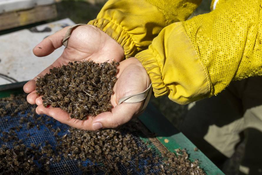 Vukovar: Pomor pčela na OPG Dumendžić