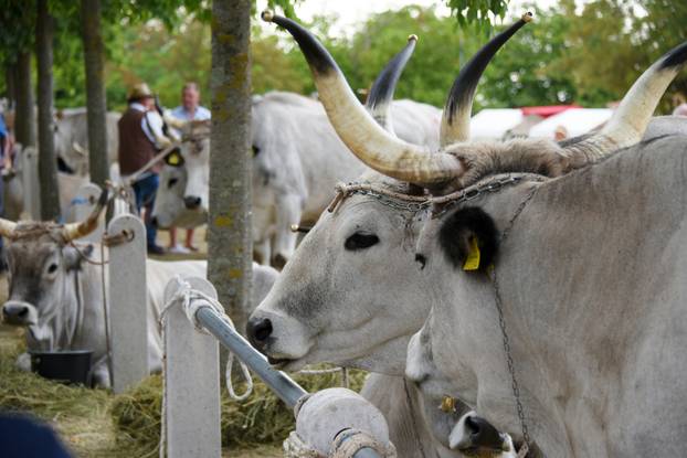 Kanfanar: 35. smotra istarskog boškarina
