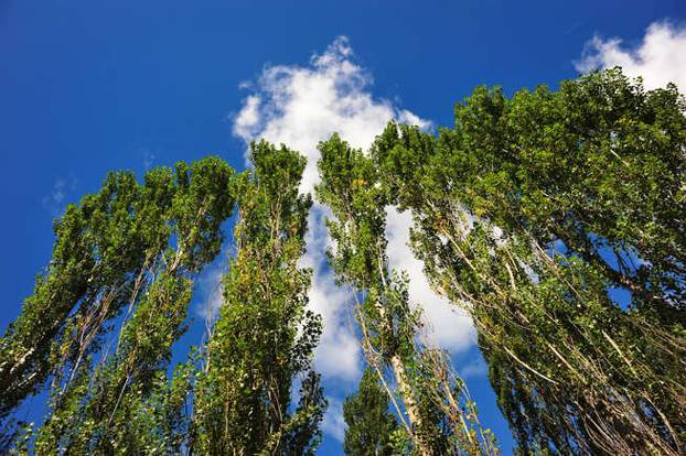 Osam stabala koje ne biste trebali saditi u vrtu blizu kuće