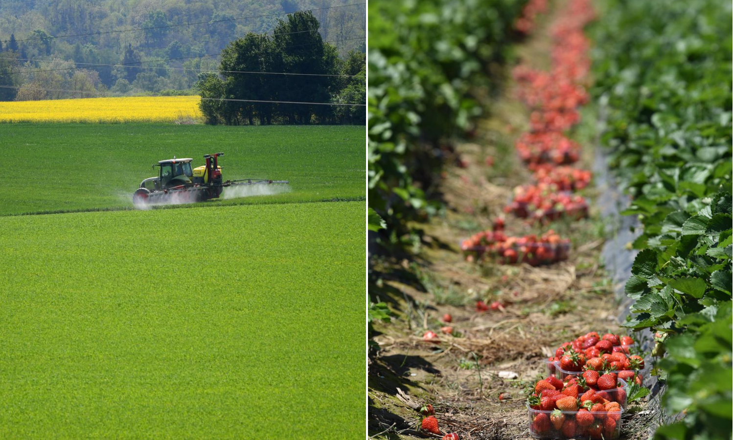 Porast tragova pesticida u voću koje se uzgaja u Europskoj uniji