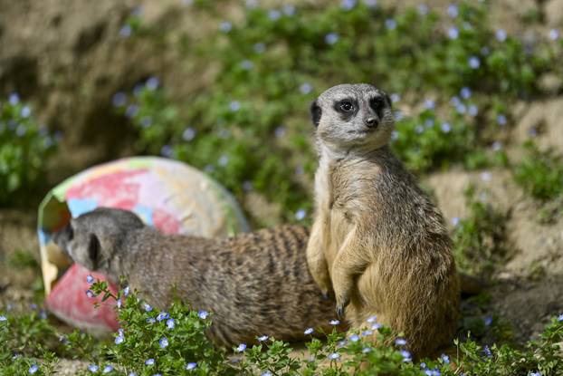 Zagreb: Podjela pisanica uz edukativni pogram za djecu u zoološkom vrtu