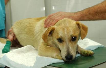 Političar psu lutalici platio operaciju šape od 4000 kn