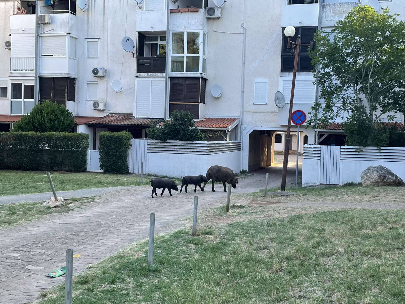 VIDEO Svinje doručkovale u Poreču: 'Prvo sam mislila da je to pas, kad ono, tri praščića'