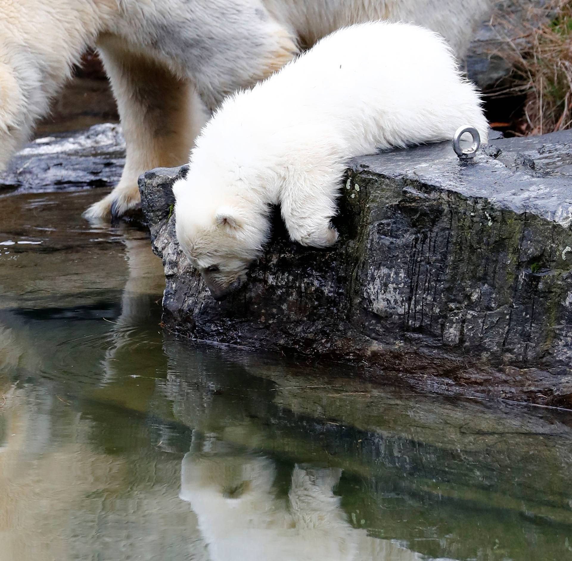A female polar bear cub is seen together with 9 year-old mother Tonja during her first official presentation for the media at Tierpark Berlin zoo in Berlin